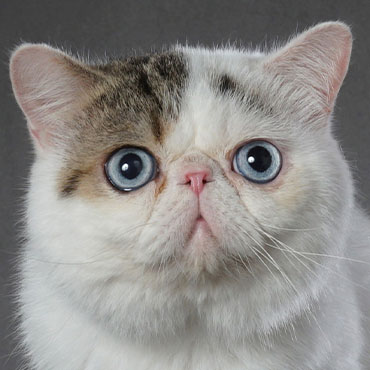 08-Blue-eyes_370x370