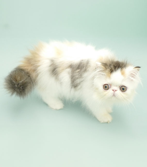 01b Time spent with cats Sabrina 151224d_570x650