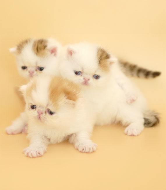 03 Are you ready for one of our kittens_570x650
