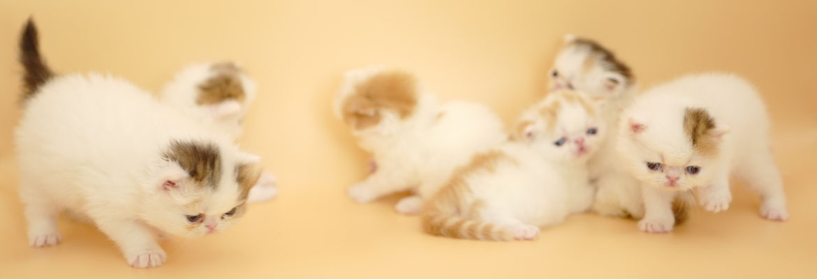 03 Kittens_1170x400