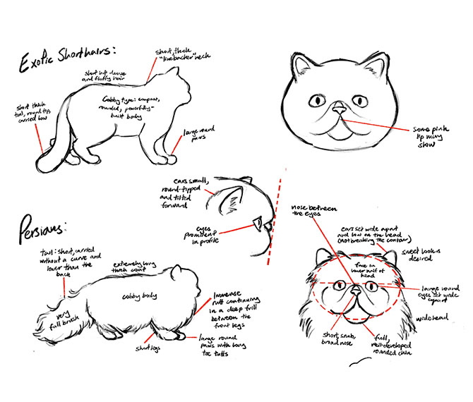 04 Persians and Exotics diagram_670x570