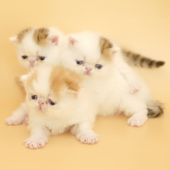 07 Kittens 3_570x570