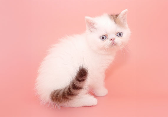 22 Finbarr at 6 wks 011124_570x400