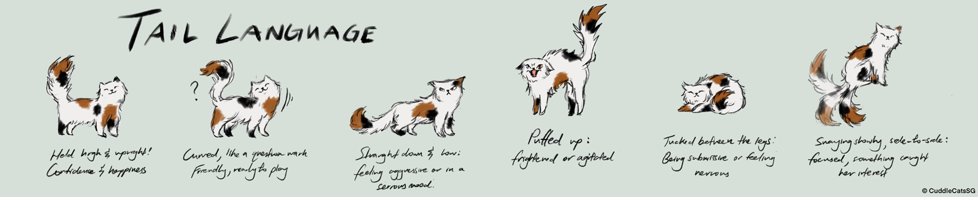 Tail Language horizontal