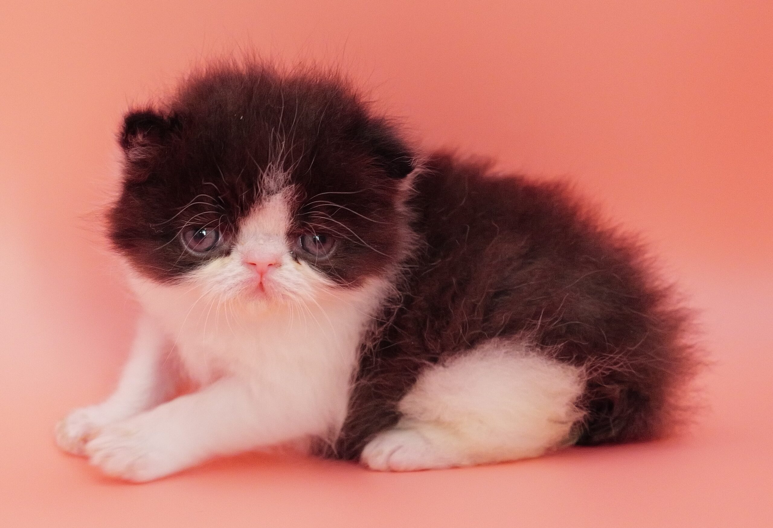 Tara at 3 weeks of age