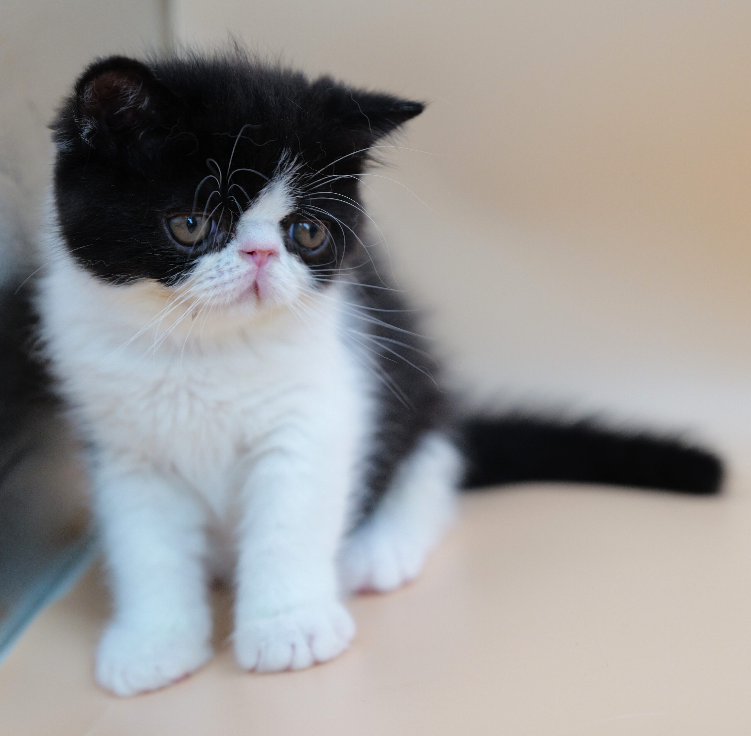 Tara at 8 weeks of age