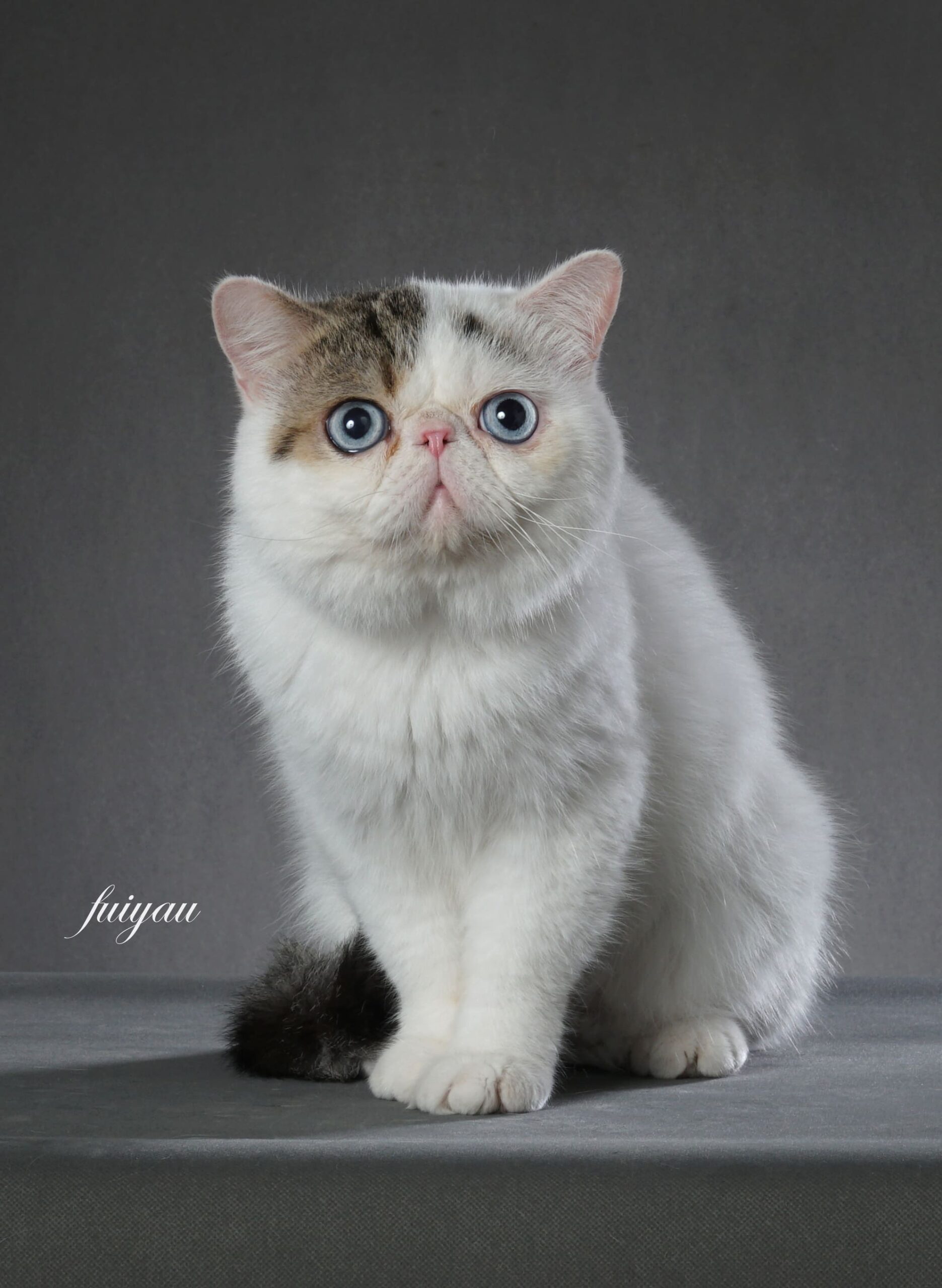 Jackpot Exotic Shorthair Blue Eyes