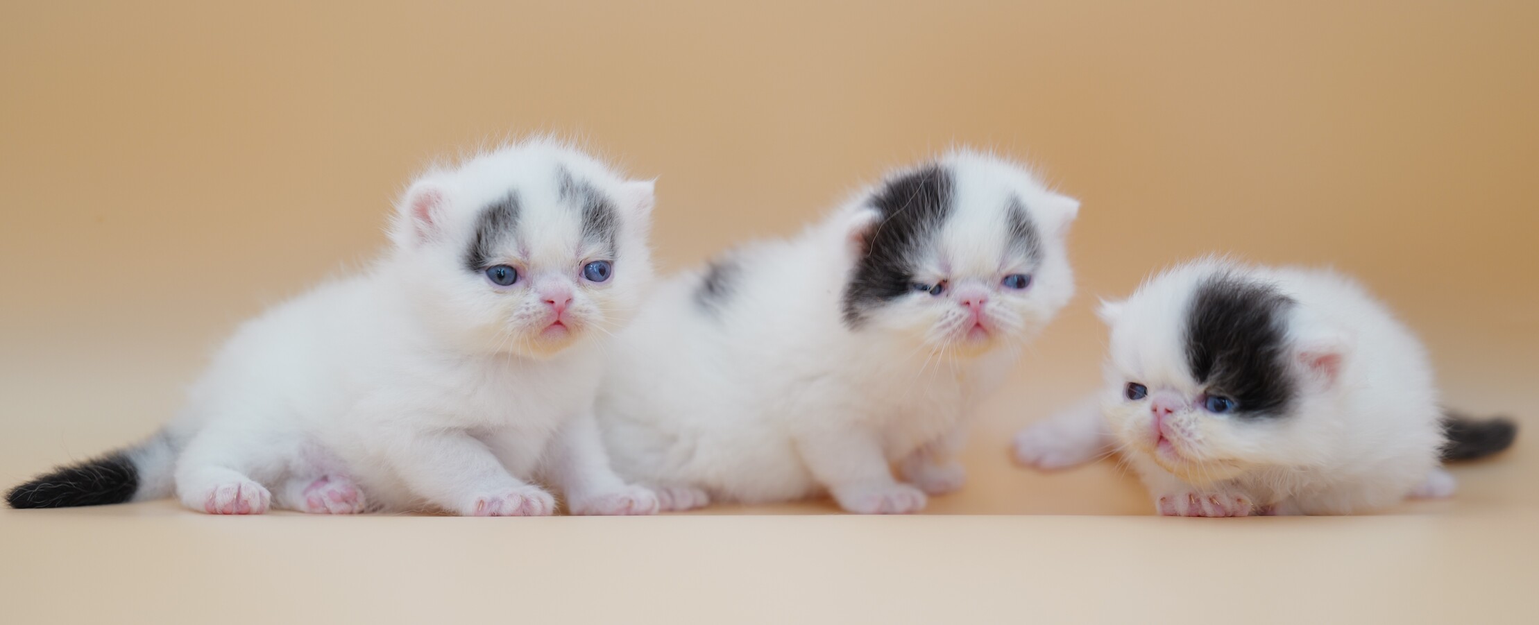 Twila II K1n2n3d 30.8.25 Totoro Tomoko Toshiro