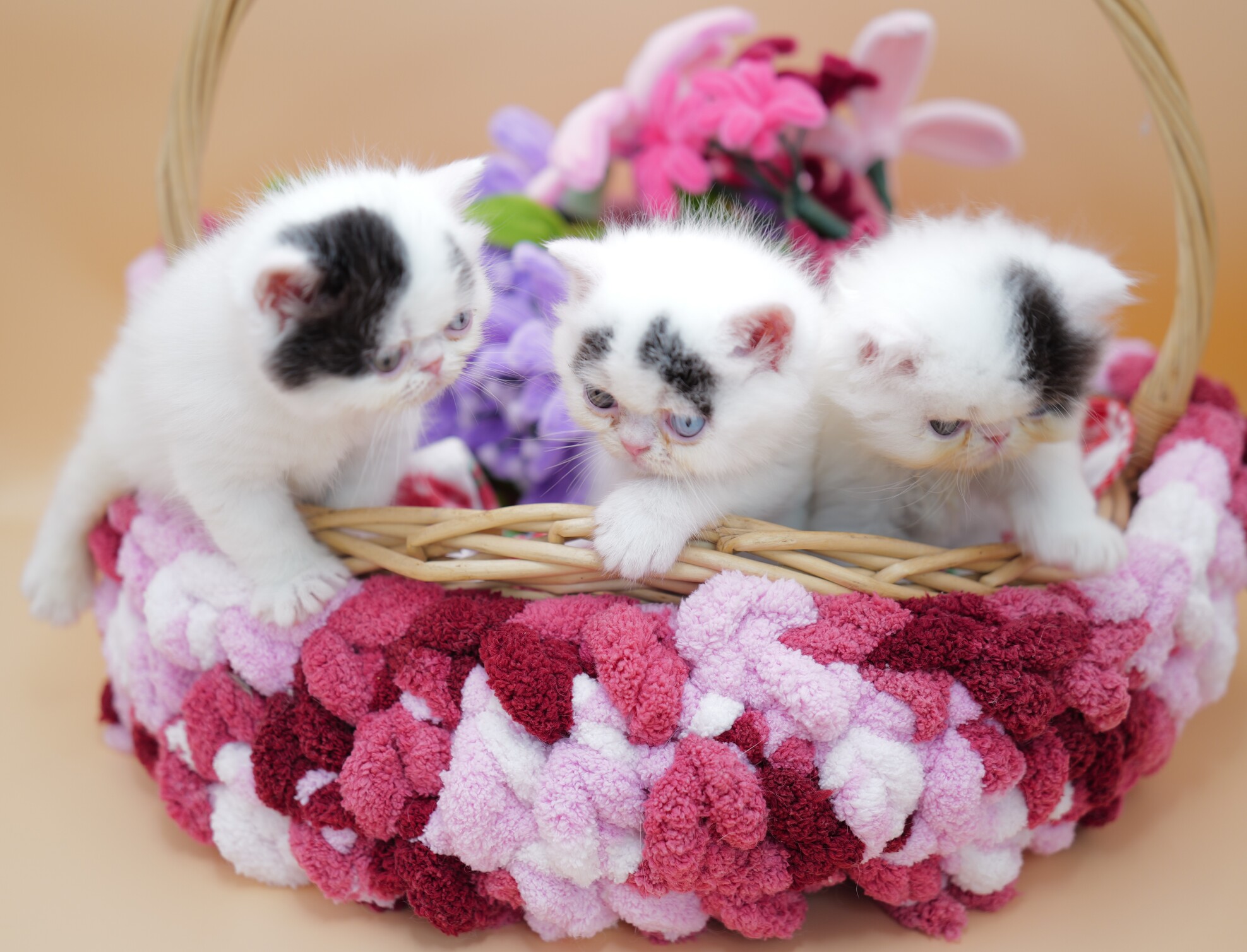 Twilla’s Triplets 13.9.25c