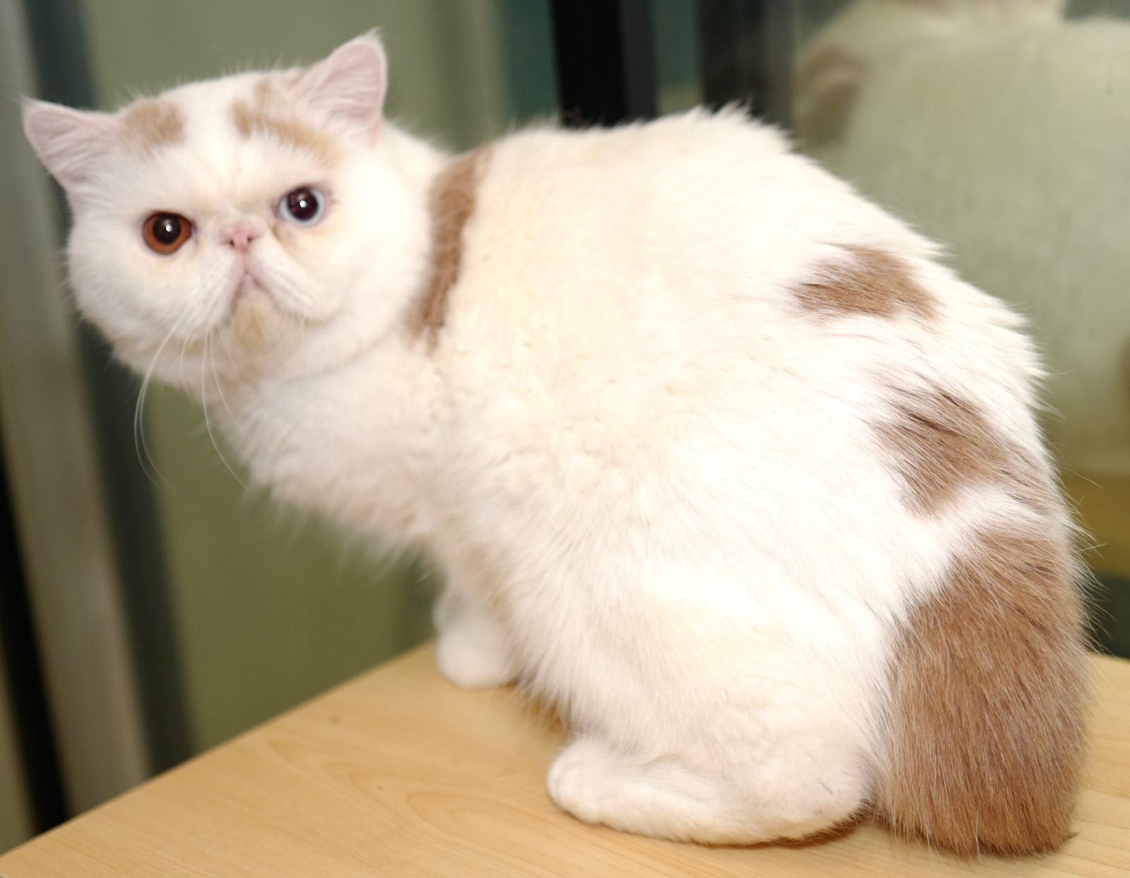 Cream Van, Odd-eyed (one blue, one brown) Exotic Shorthair