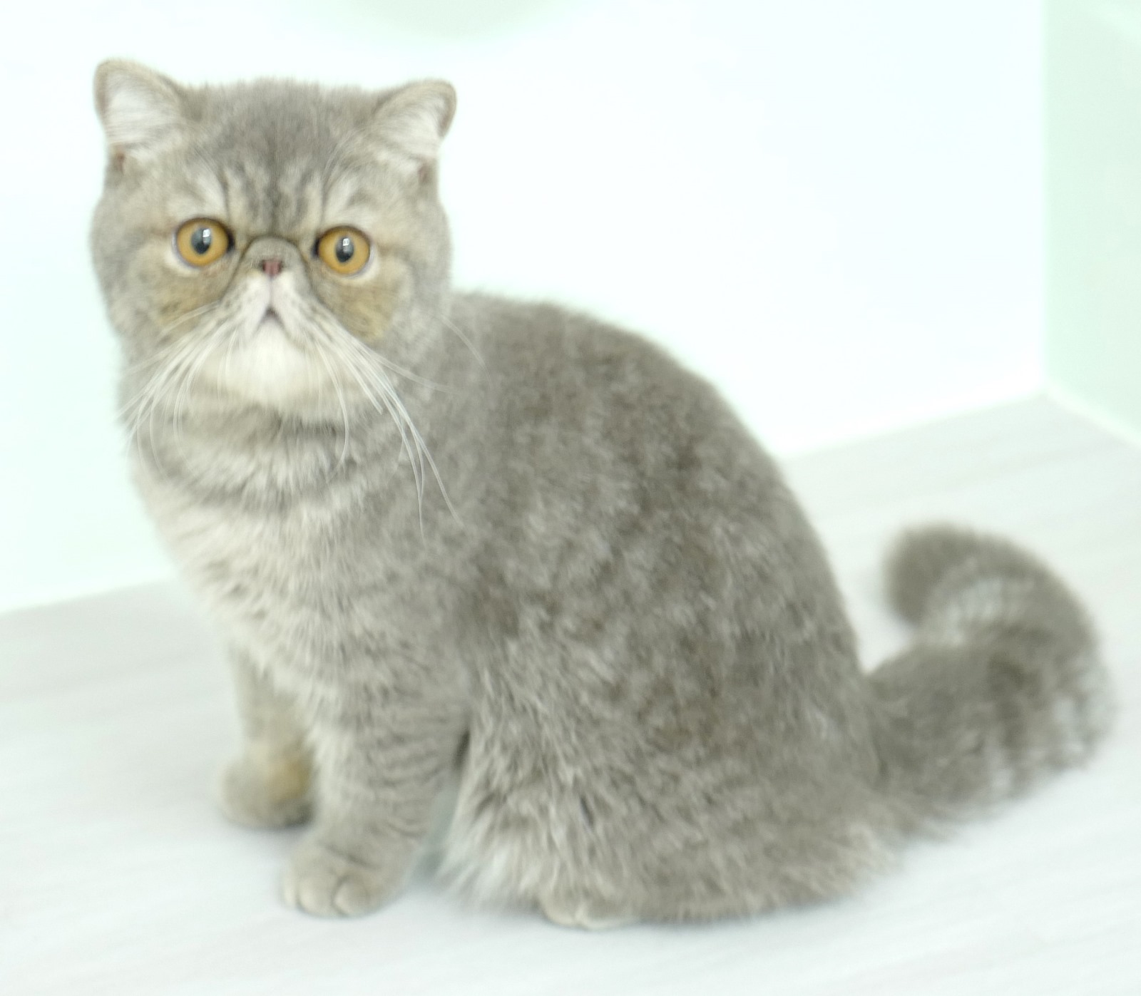 Blue Mackeral Tabby Exotic Shorthair