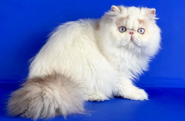 Twila Exotic Longhair