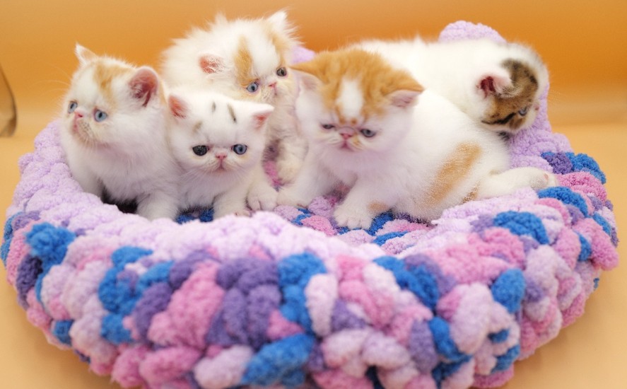 Autumn, Biscoff, Sebestian, Summer, Scully, Socrates 1