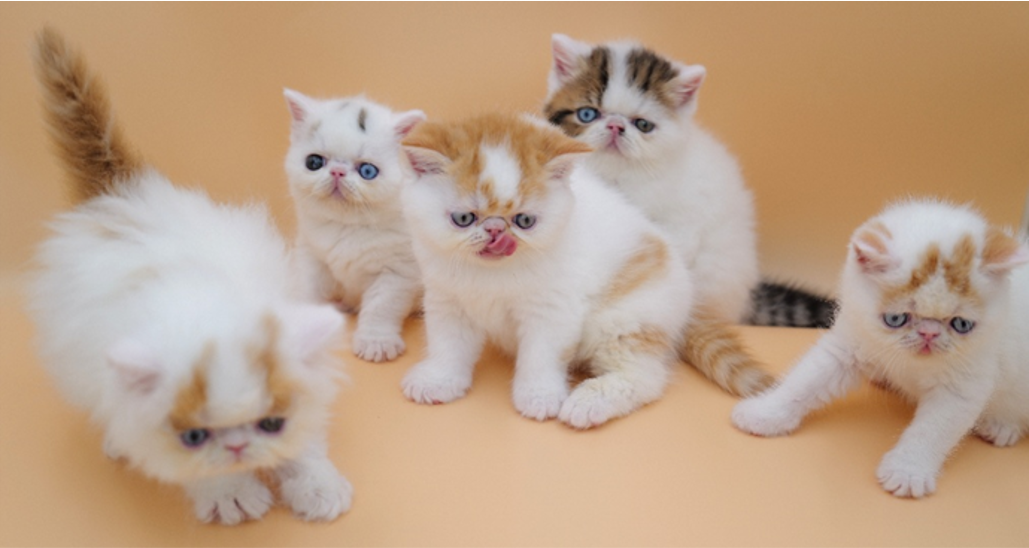 Autumn, Biscoff, Sebestian, Summer, Scully, Socrates 2