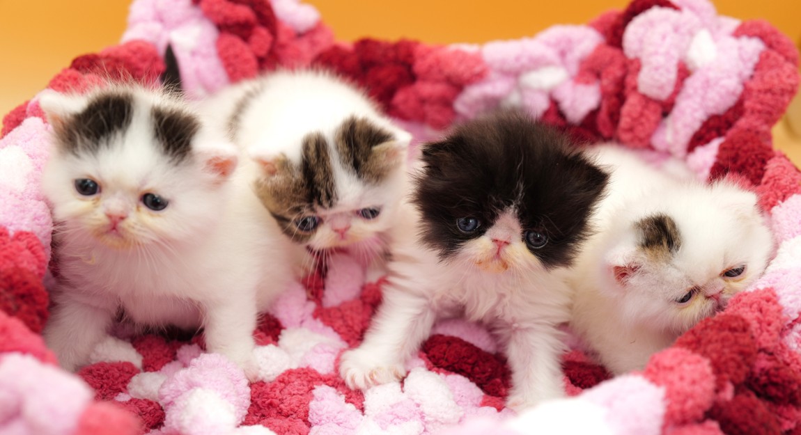 Lilah, Kylie, Laurie, Lola